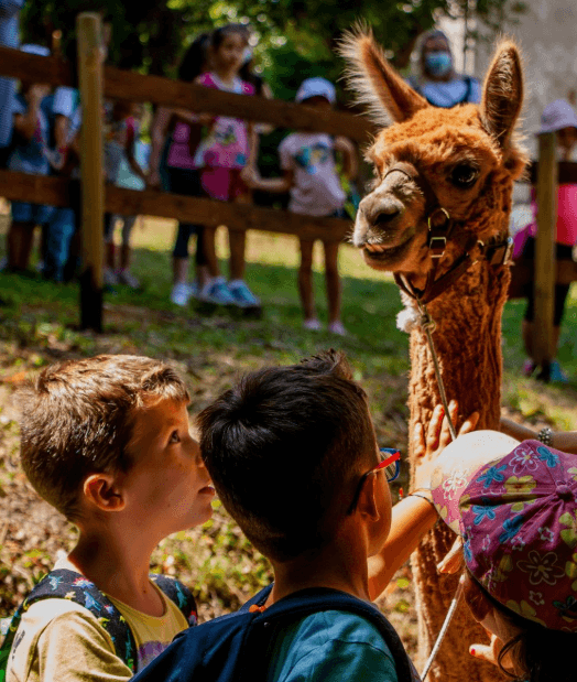 Trekking con gli Alpaca nel Bosco di San Francesco e Vita in Fattoria.
